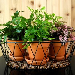 Vacation Houseplant Watering