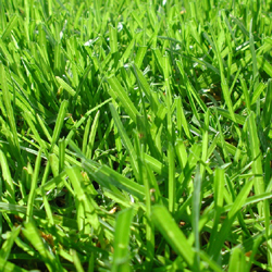Lose Your Lawn – the Bay-Friendly Way – May 18 2013