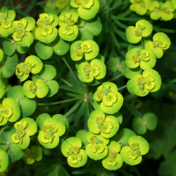 The Euphorbia