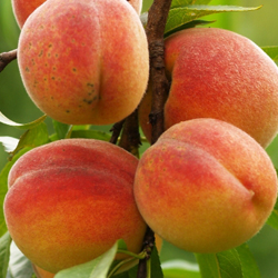 Stone Fruits