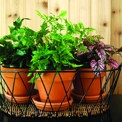 cluster of houseplants in a display basket