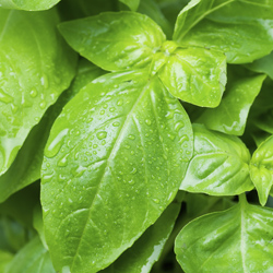 closeup of green basil
