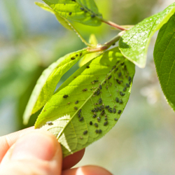 Aphids