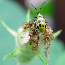 Introduction to IPM (Integrated Pest Management)
