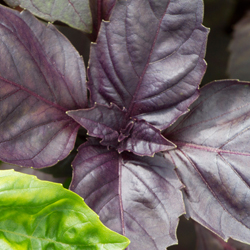 purple basil