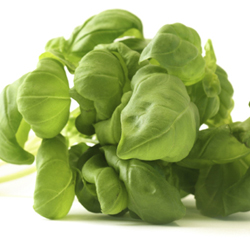 basil leaf