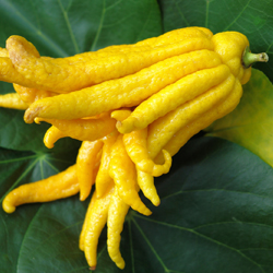 Buddha’s Hands