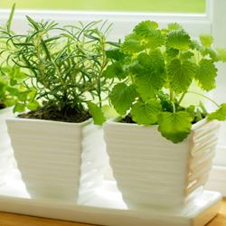 houseplants on ledge