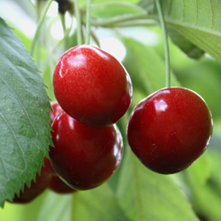 cherry tree