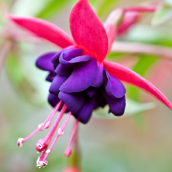 purple fuchsia