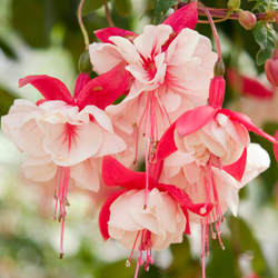 Fuchsia Baskets (aka “Ladies Eardrops”)