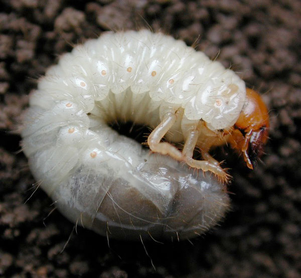 Lawn Grubs