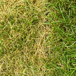 holes in lawn