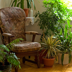 group of houseplants in seating corner