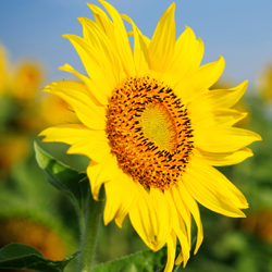 yellow sunflower