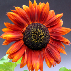 orange sunflower