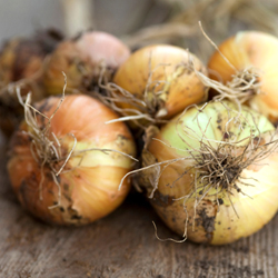 The Allium Family in the Winter Garden: Onion, Leeks, Garlic and Shallots