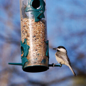 bird feeder