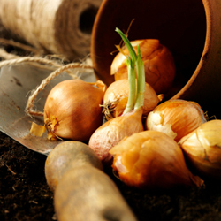 photo of bulbs