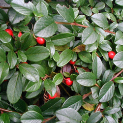 image of cotoneaster