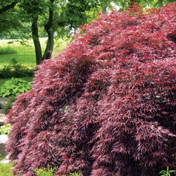 japanese maple (decorative img)
