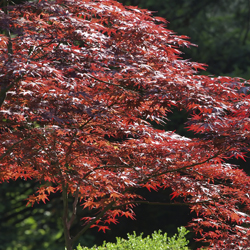 Time to Buy Autumn Color…Japanese Maples!