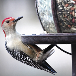 Attracting Your BFF (Bird Friends Forever) to the Garden