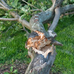 Protecting Plants from Winter Wind