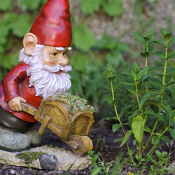 gnome garden