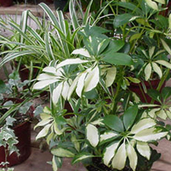 close up view of a houseplant