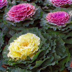 photo of kale