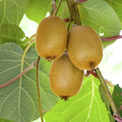 photo of kiwis on tree