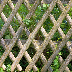 lattice