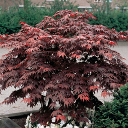 japanese maple (decorative img)