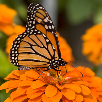 Fall Sustainable Saturday, Oct. 5