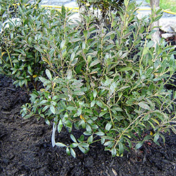 mulch