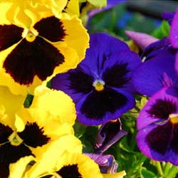 September and October in the Garden