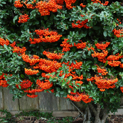 image of pyracantha