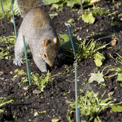 The Great Squirrel Battle for the Bulbs