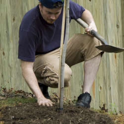 tree fill