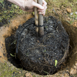 tree hole