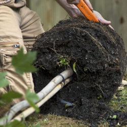 Plant a Tree this Fall