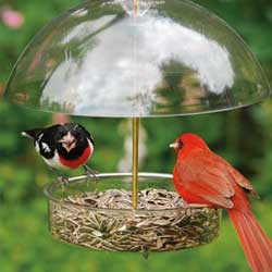 Bird Feeder