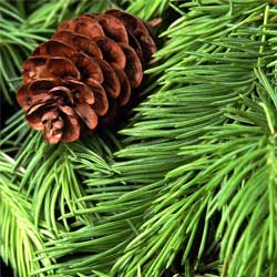 Conifer Foliage with Pine Cone