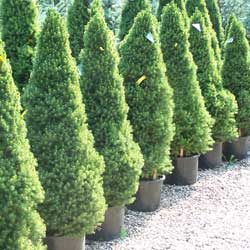 Three Conifers Making Three Statements