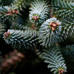 Closeup of Conifer Branches