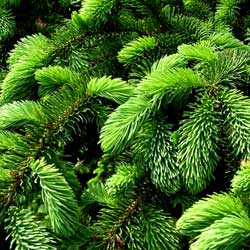 Evergreen Foliage