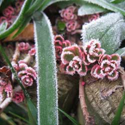 Frost Protection