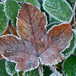 Frosted Tree Leaf