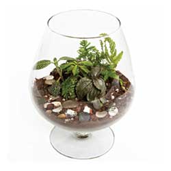 Terrarium